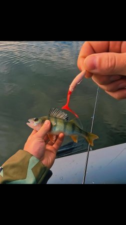 Рыбалочка 🎣 #shorts #fishing #рыбалка #spinning #nature