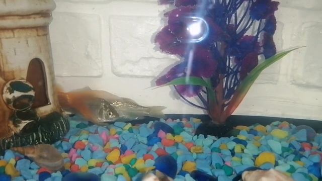 Рыбы цари живут только в замке. смотреть онлайн