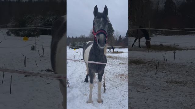 13 февраля 2023 г. #4k, #funny, #horse, #лошади,  #funnyvideo