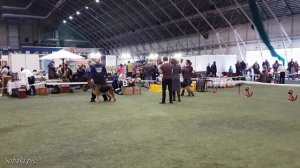 НЕМЕЦКИЕ ОВЧАРКИ. Выставка собак LKBA CACIB «Планета собак 2016»