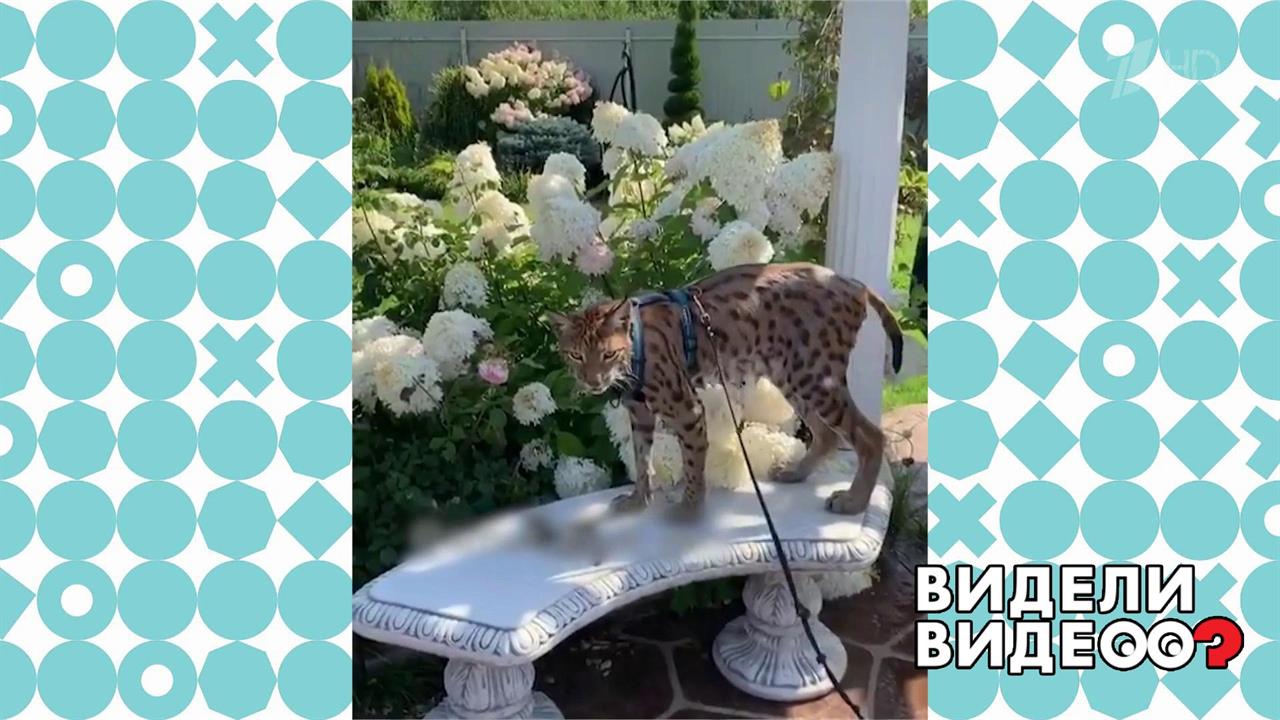 Рысь в доме. Видели видео? Фрагмент выпуска от 22.09.2019