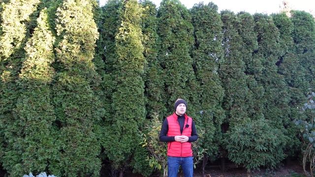 Tuja Smaragd czy Brabant – który żywotnik zachodni wybrać na żywopłot? (różnice, wady i zalety) смотреть онлайн