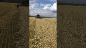 Пшеница сорт Гранни 60 ц