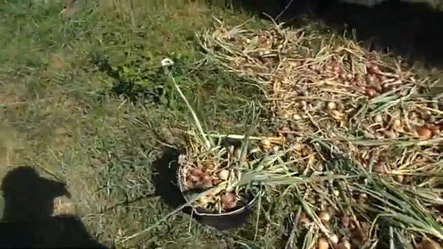 21 июля. Собираю урожай лука. смотреть онлайн