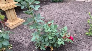 Роза Штёртебекер / Rosa Stoertebeker