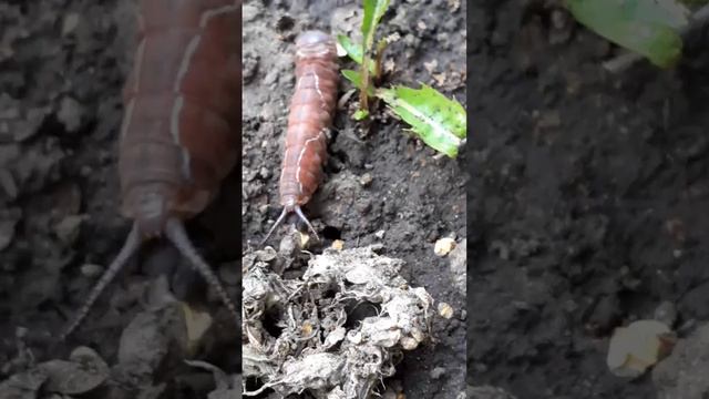 190727 Большая гусеница предположительно ночной бабочки Гарпии Залегощенский район Орловская область