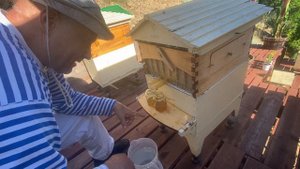 ОПЯТЬ сливаем МЕД из АВСТРАЛИЙСКОГО УЛЬЯ - collecting honey again from Australian flow hive - 139