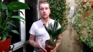 Цикас, пальма или нет???