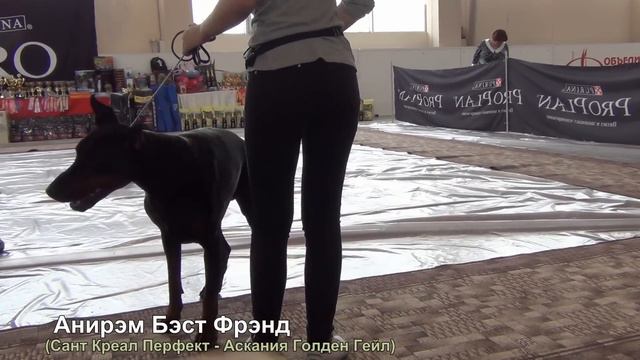 SozvezdieDruzey2013 смотреть онлайн