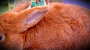 Новозеландский кролик характеристика и описание породы