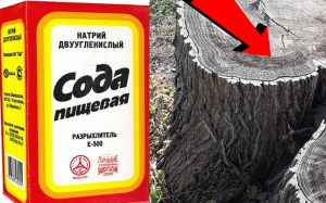 Как быстро убрать пень дерева на участке без корчевания и селитры За 3 Секунды!!!