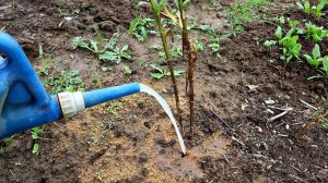 Лейте это удобрение под лилии в сентябре октябре и будете всегда с красивыми цветами!