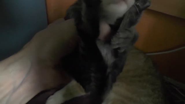 Две новые козы + Новые котята =) смотреть онлайн