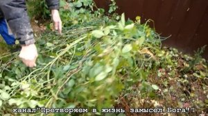 Укрывать плетистые розы на зиму большая морока,но я нашла выход