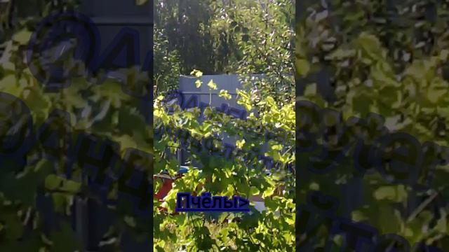 Пчёлы вернулись #andfleyter #shorts #rutube #andfleytertitan #andfleyter3d