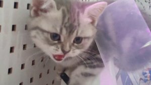 котятам 2 месяца. шотландские