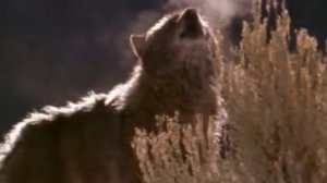 ногайская песня "БЕРДАЬЗИ"