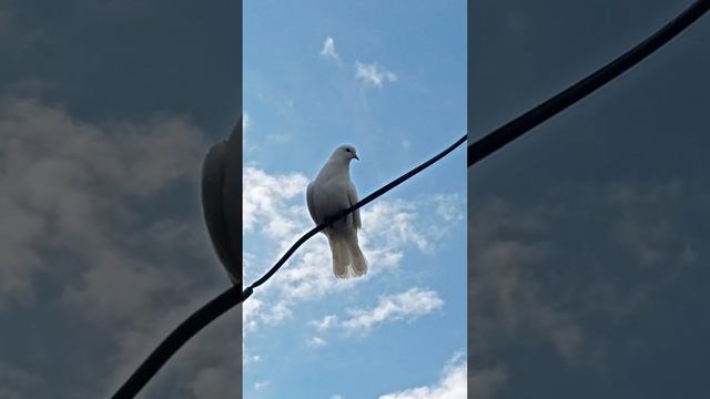 Мои голуби. Яйца. Первое видео на этом канале... смотреть онлайн