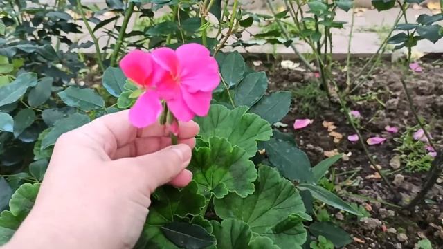 Октябрь. Сад. Розы. смотреть онлайн