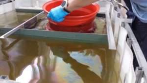 Аквапечать диска.mp4