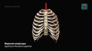 Грудная клетка в целом. Анатомия человека