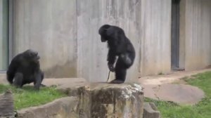 Самые Умные Охотники Африки, которые очень похожи на нас - ШИМПАНЗЕ!