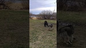 Охота на медведя.Натаска лаек по медведю.