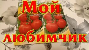 Томат Интуиция мой любимчик 02.12.2022