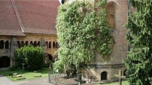 Интересные факты о цветах