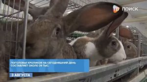Центр разведения кроликов Хиколь работает в г о Клин