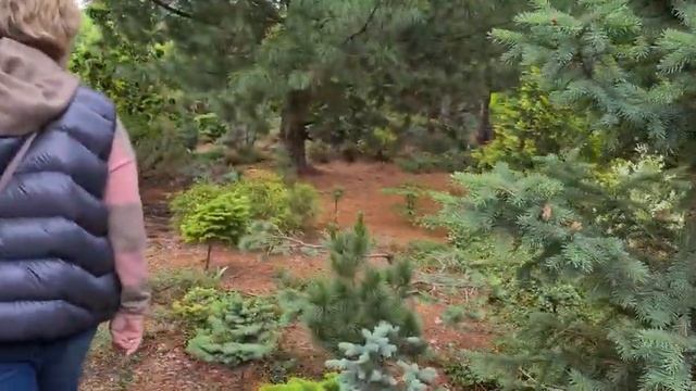 Сибирские просторы. Приезжайте в Сибирскую Академию Деревьев и Кустарников.
