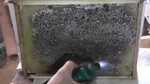 чеснок для пчёл