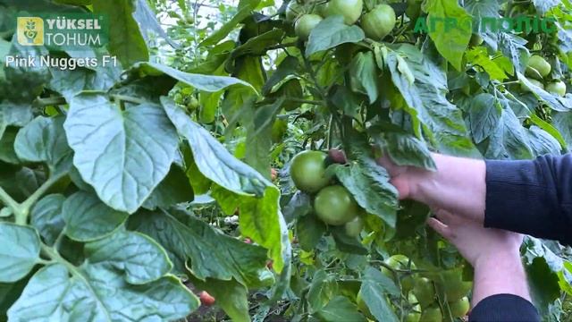Самый стабильный розовой томат из линейки Yuksel