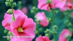 Муж привёл беременную любовницу домой, но когда узнал что задумала жена обомлел...