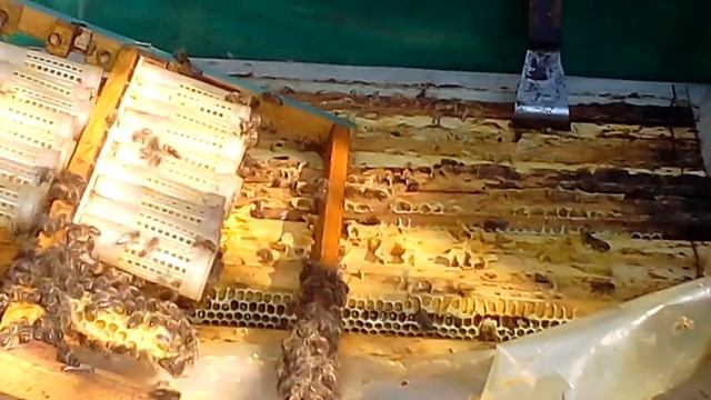 СЕМЬЯ ВОСПИТАТЕЛЬНИЦА С МАТКОЙ, с перегородкой из ГАНЕМАНОВСКОЙ РЕШЁТКИ и МЕЧЕНИЕ МАТОК???. смотреть онлайн