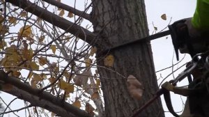 Как убрать дерево...