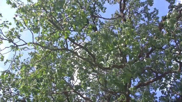 Черешчатый дуб, 192 года, Ириновка 2021 смотреть онлайн