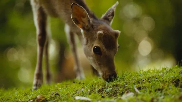 Yспокаивающая музыка для нервов ? лечебная музыка для сердца и сосудов, релакс #9 смотреть онлайн