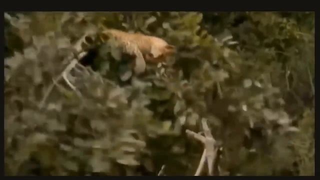 Дикая кошка Африки _ Wild cat of Africa смотреть онлайн