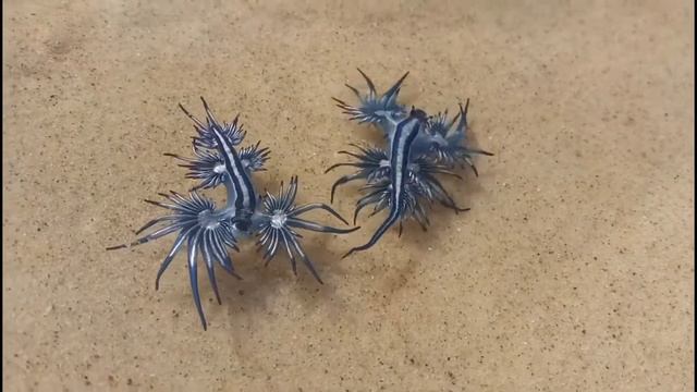 D2U club - Голубые драконы ... смотреть онлайн