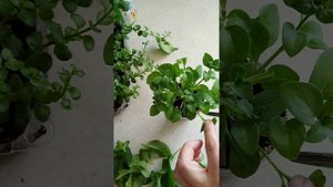 Прищипка ампельной петунии