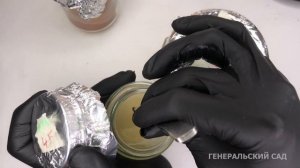 Как вырастить ГРИБЫ ШАМПИНЬОНЫ. Посадка мицелия на агаровую среду. Маточный мицелий Часть 1.