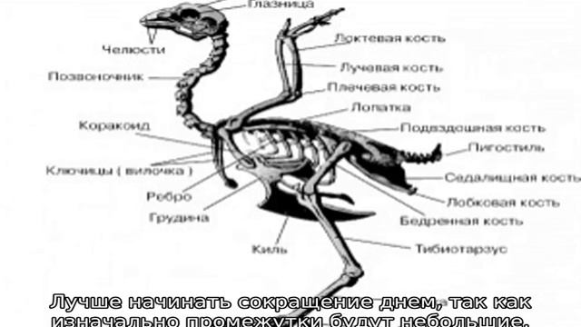 Как ухаживать за цыплятами