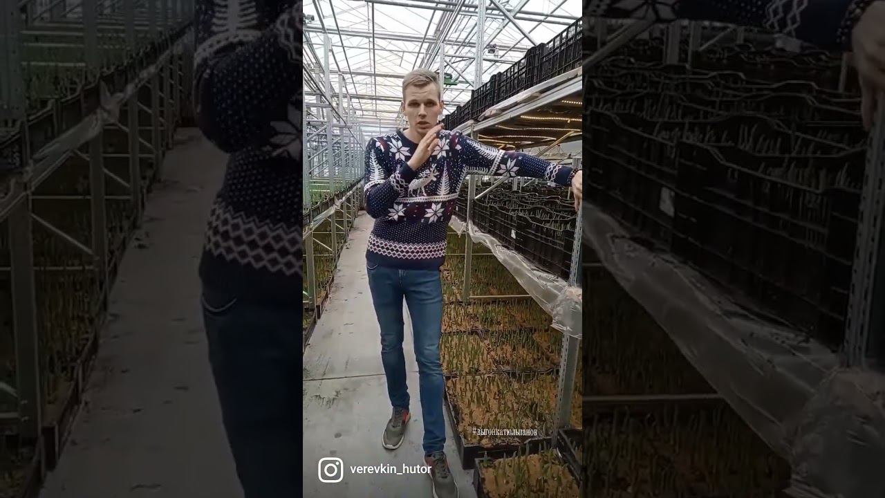 Досветка тюльпанов на выгонке #выгонка #выгонкатюльпанов #гидропоника #срезка #веревкинхутор