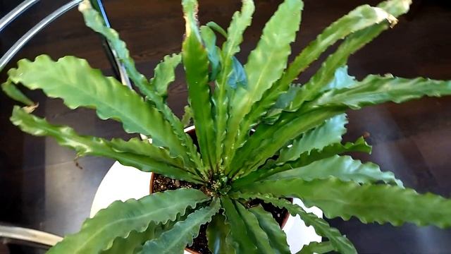 Папоротники у меня дома. Обзор сентябрь 2021. смотреть онлайн