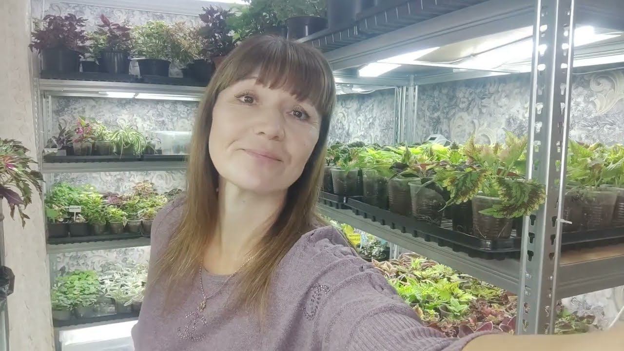 Как сохранить и вырастить цветочную рассаду осенью и зимой в домашних условиях. Обзор в октябре .