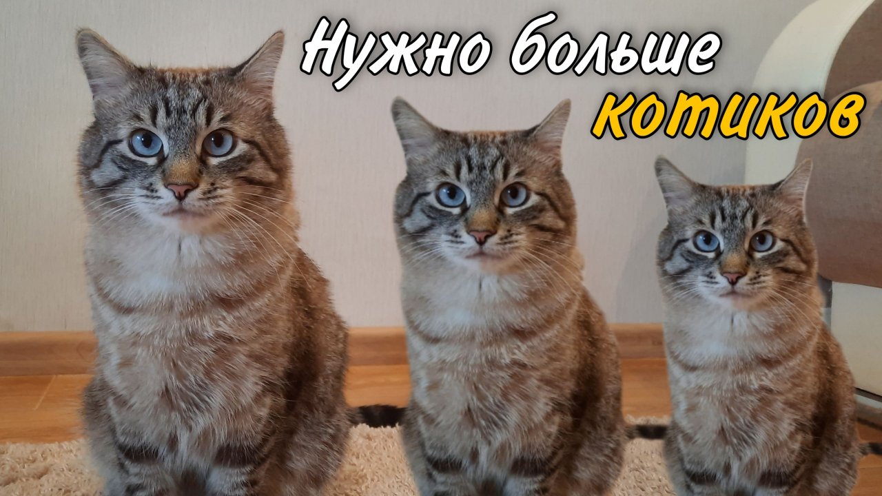 Нашествие котов #shorts