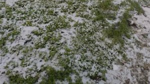 Кормлю кур несушек зеленой травой до зимы!