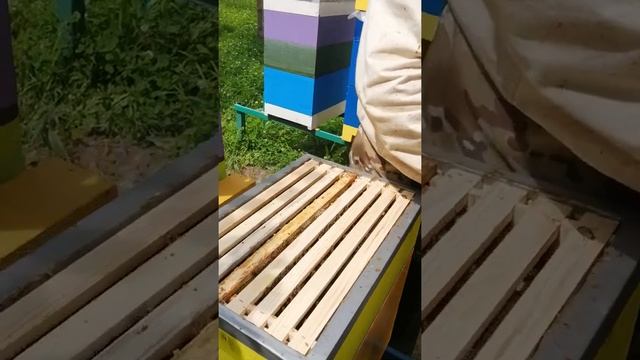 SOS... Плохая вощина смотреть онлайн