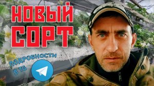 Новый сорт клубники